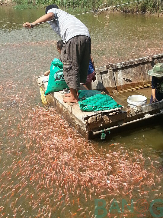 nông dân đang cho cá diêu hồng ăn