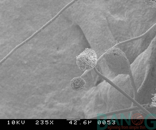 nấm Aspergillus màu xanh có độc tố