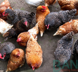 Gà khỏe nhờ thức ăn chăn nuôi sạch