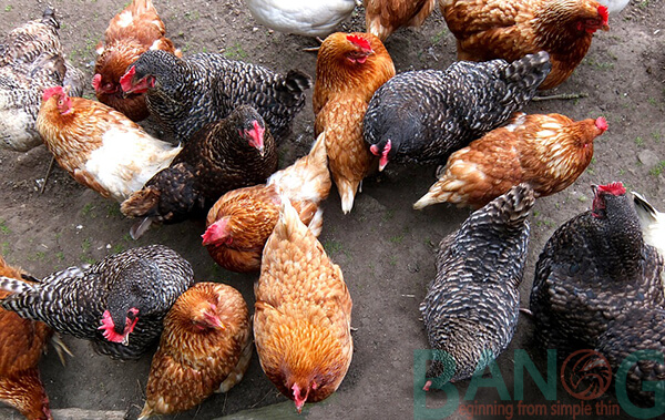 Gà khỏe nhờ thức ăn chăn nuôi sạch