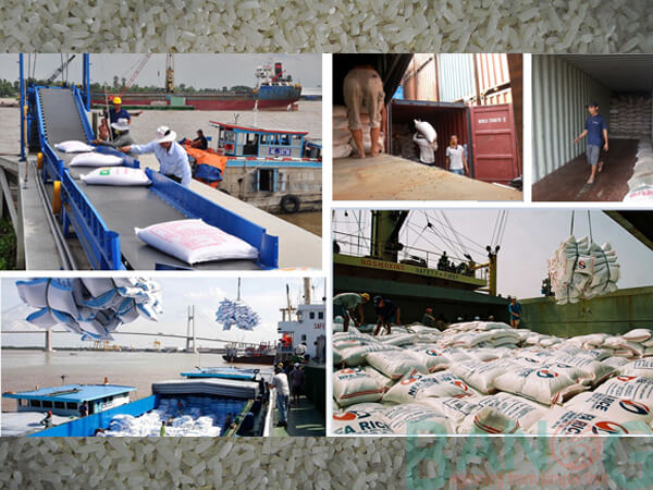 Vận chuyển xuất khẩu gạo